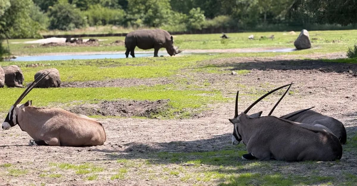 Przewodnik po dzikich zwierzętach sawanny
