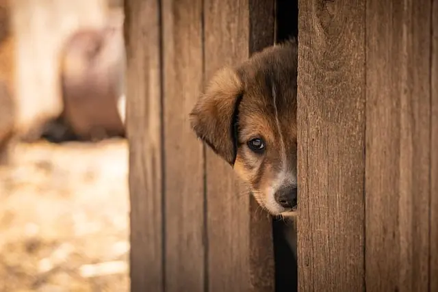 Adopcja psa krok po kroku - Przewodnik po adopcji